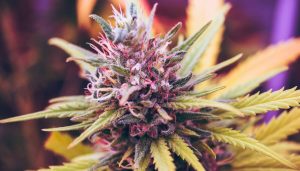 a beatiful cannabis flower of the strain called purple haze