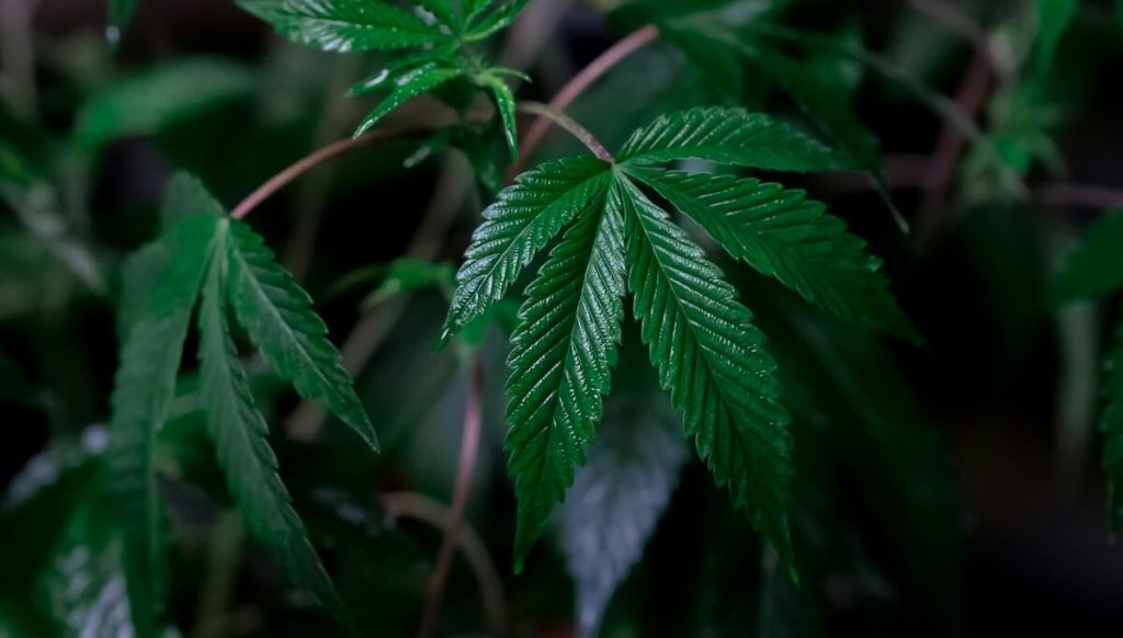 a wet cannabis plant