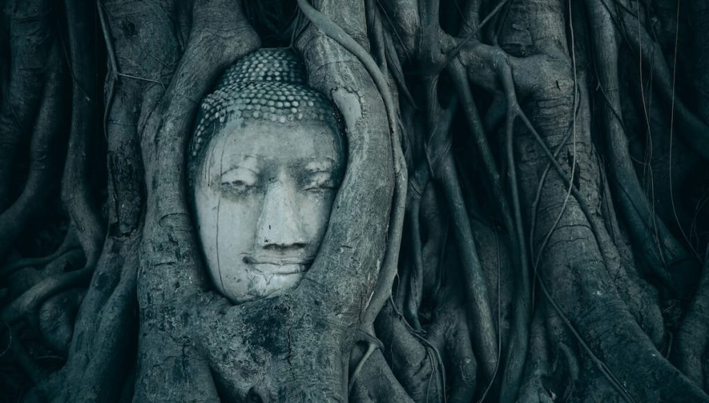a tree grows around buddhist statue